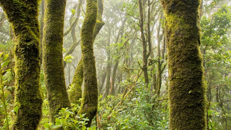 亚马逊原始森林图片 第1张