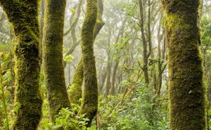 亚马逊原始森林图片