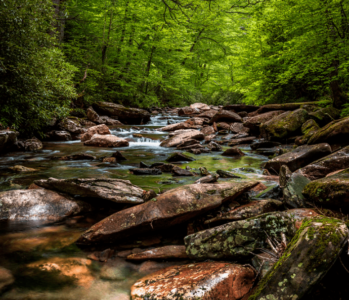 亚马逊原始森林图片 第3张