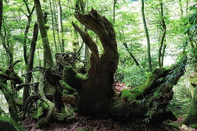 亚马逊原始森林图片 第4张