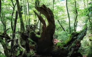 亚马逊原始森林图片 第4张