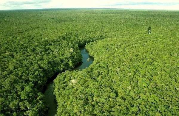 亚马逊原始森林图片 第5张