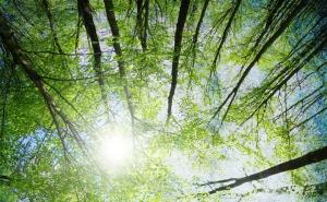 最美森林风景图片