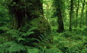 原始森林图片风景图片