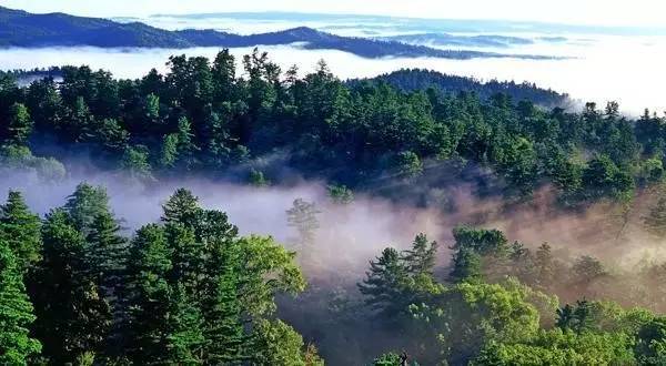 原始森林图片风景图片 第3张