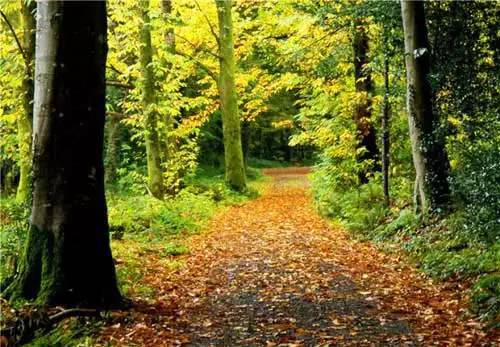 原始森林图片风景图片 第2张