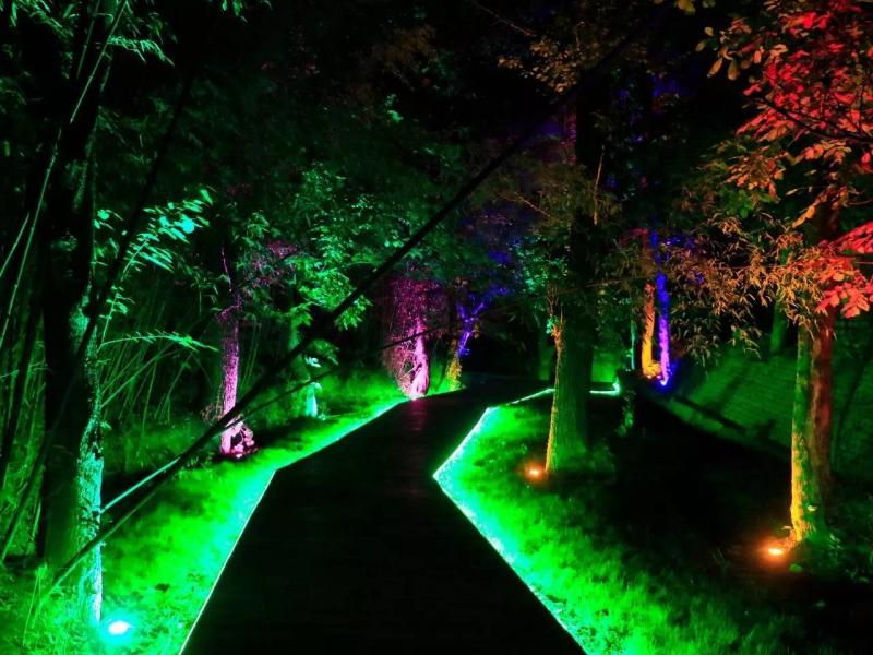 夜晚梦幻森林图片 第1张