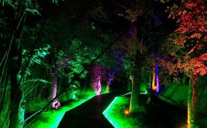 夜晚梦幻森林图片