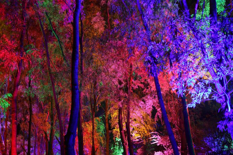夜晚梦幻森林图片 第2张