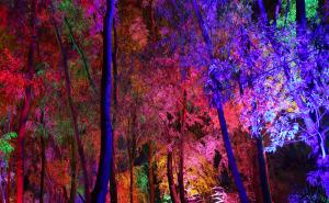 夜晚梦幻森林图片 第2张