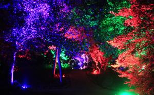 夜晚梦幻森林图片 第3张
