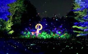 夜晚梦幻森林图片 第4张