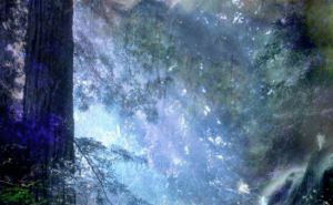夜晚梦幻森林图片 第6张
