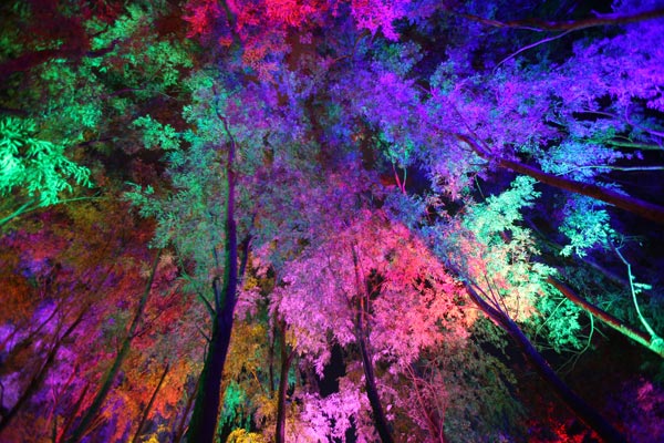 夜晚梦幻森林图片 第7张