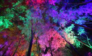 夜晚梦幻森林图片 第7张