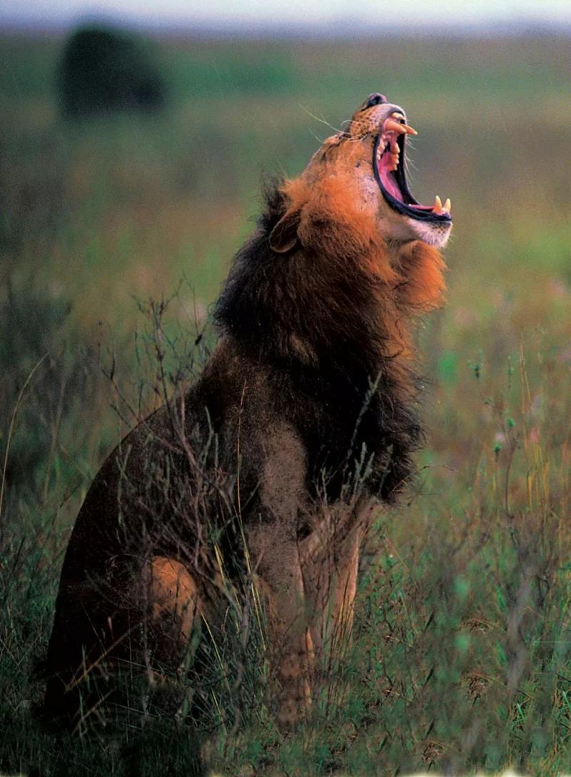 狮子怒吼图片 第5张