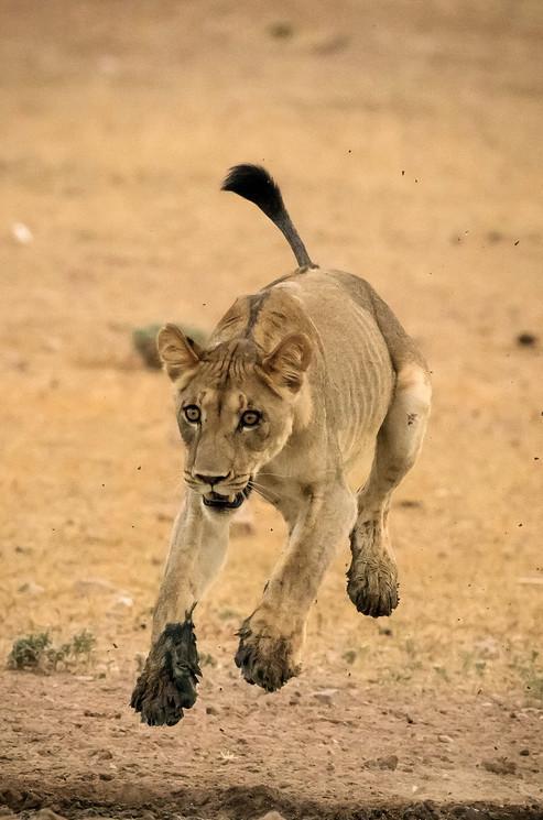 狮子奔跑图片 第1张