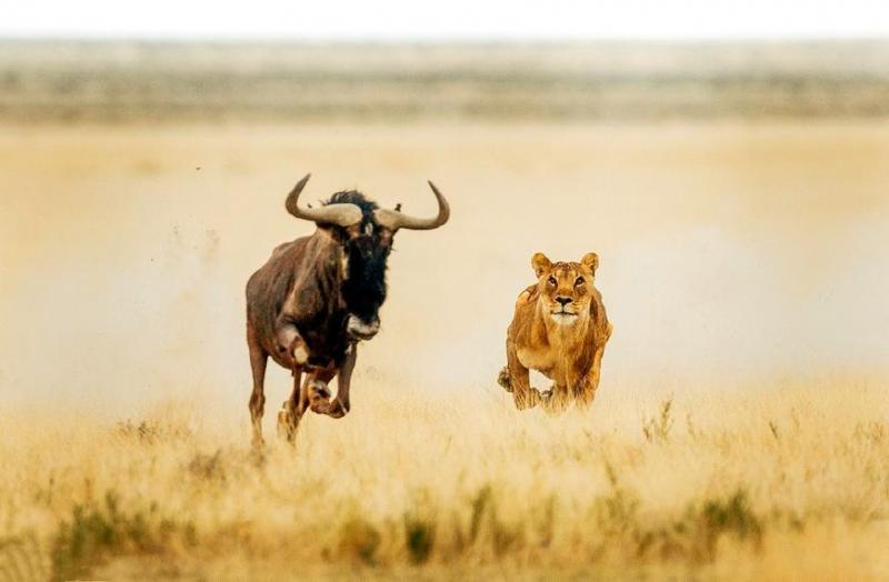 狮子奔跑图片 第2张