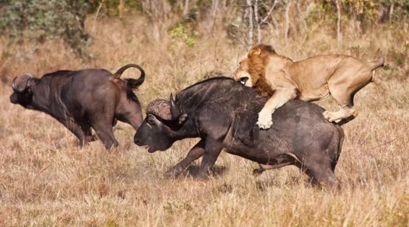 狮子奔跑图片 第3张