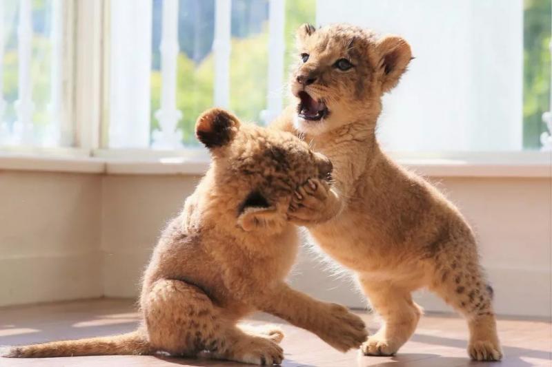 超可爱小狮子图片 第2张