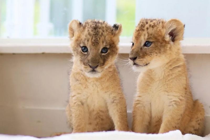 超可爱小狮子图片 第6张