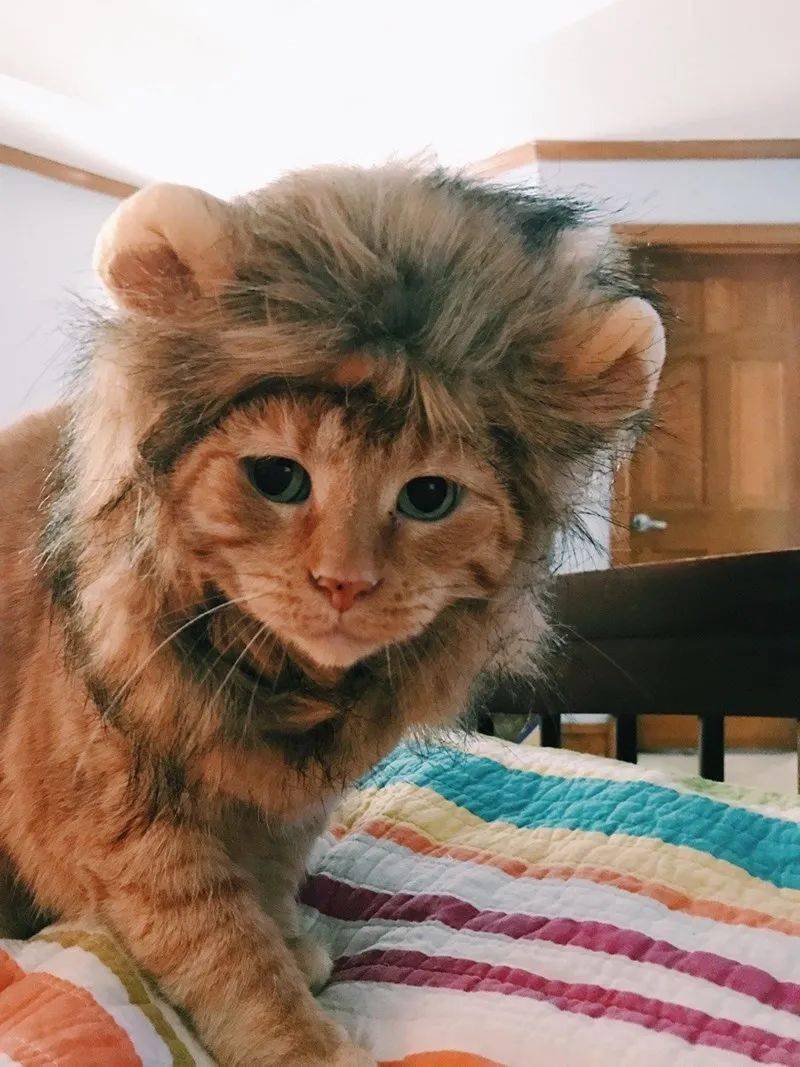 超可爱小狮子图片 第5张