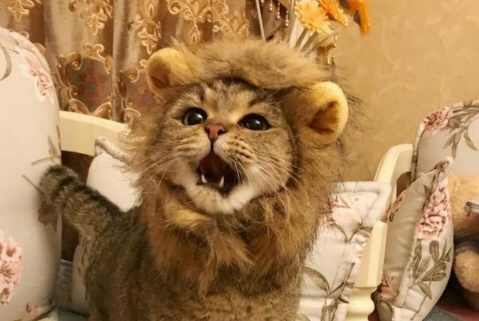 超可爱小狮子图片 第4张