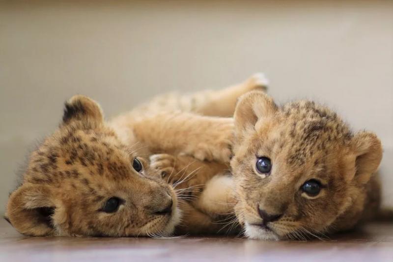 超可爱小狮子图片 第7张