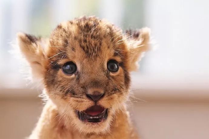 超可爱小狮子图片 第8张