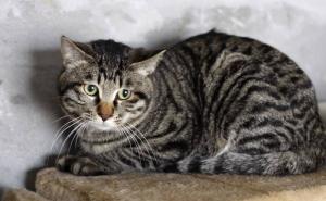 狮子猫可爱图片 第4张