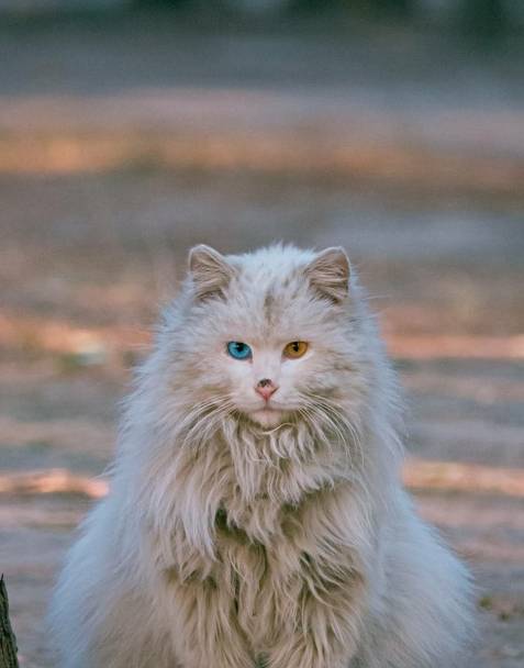狮子猫可爱图片 第2张