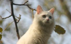 狮子猫可爱图片 第8张