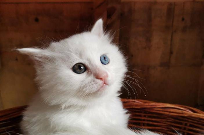 狮子猫可爱图片 第7张