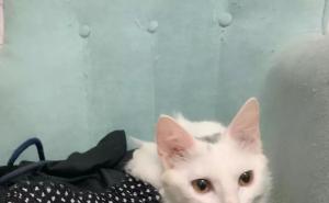 狮子猫可爱图片 第9张