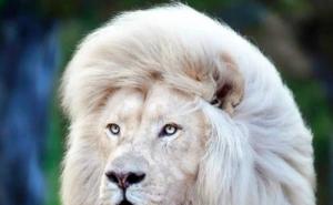 白狮子图片 第3张