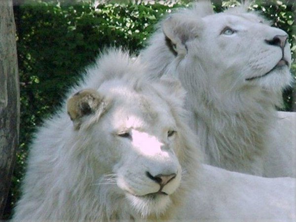 白狮子图片 第2张