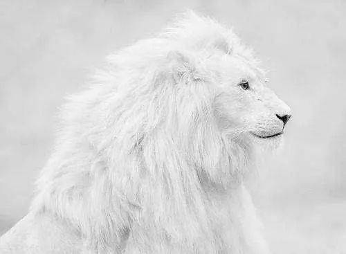 白狮子图片 第6张