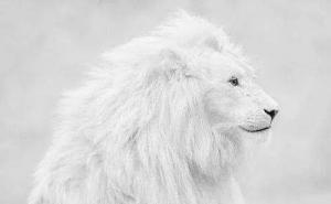 白狮子图片 第6张