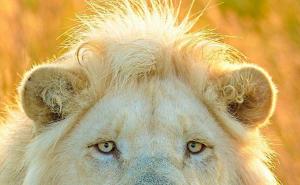 白狮子图片 第5张