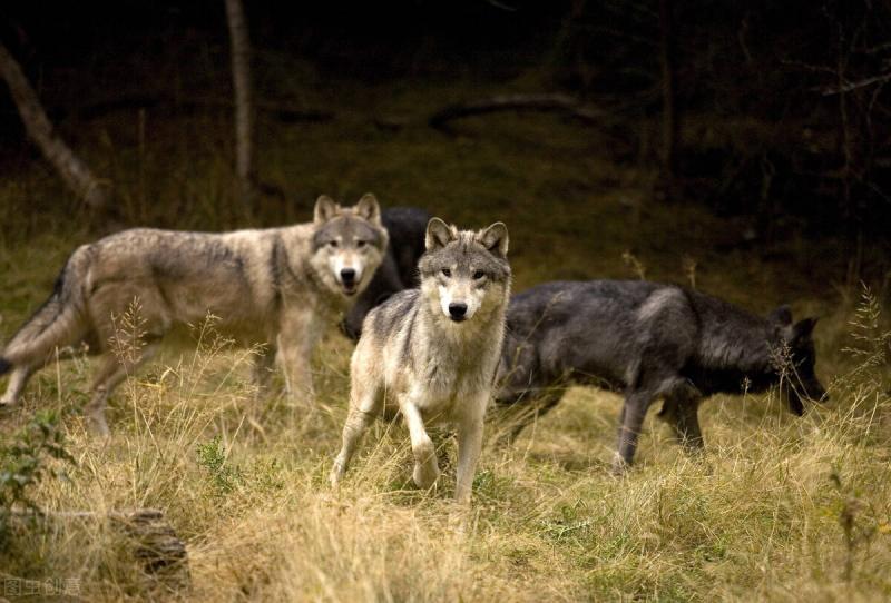 一只狼带一群狼图片 第2张