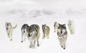 一只狼带一群狼图片 第3张