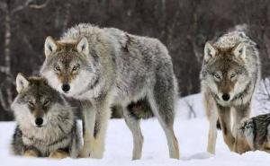 一只狼带一群狼图片 第6张
