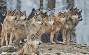 一只狼带一群狼图片 第7张