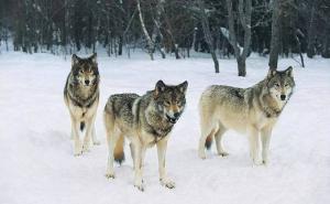 一只狼带一群狼图片 第8张