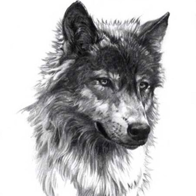 狼素描图片 第2张