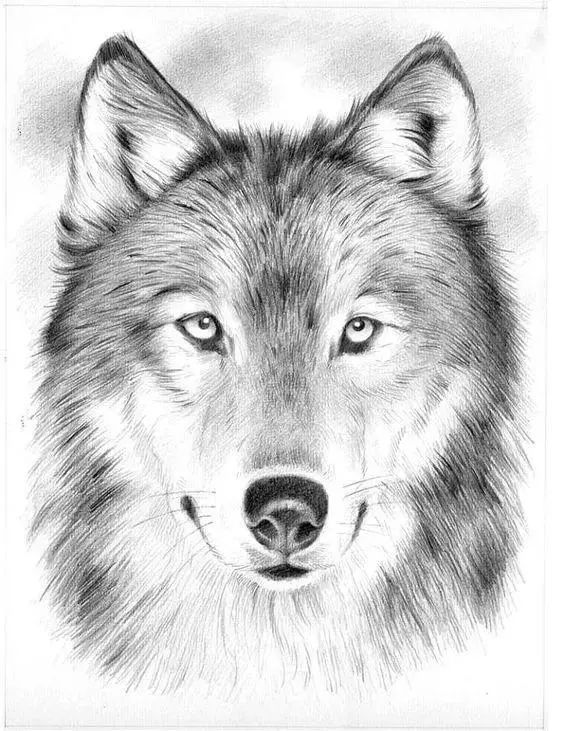 狼素描图片 第6张
