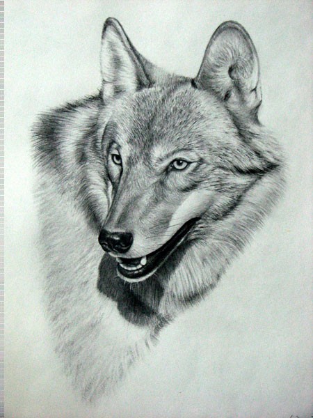 狼素描图片 第3张