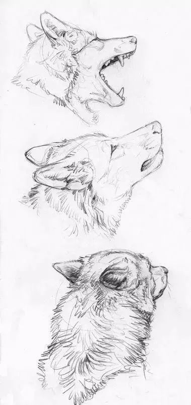 狼素描图片 第7张