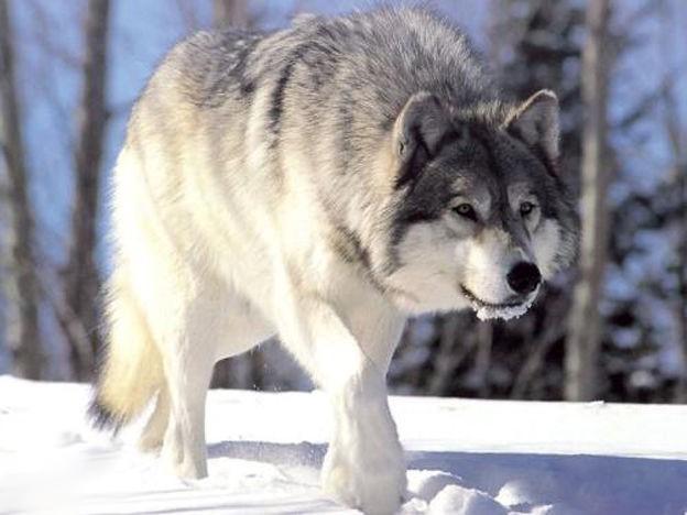 西伯利亚雪狼图片 第1张