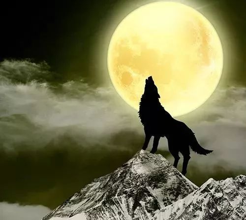 最美狼啸月图片 第3张